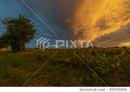 Sunflower fields at stunning sunset in countryside. Sunflower fields at stunning sunset in countryside. 92050084