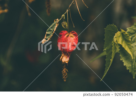 Close up of Abutilon megapotamicum or simply abutilon flower in a garden Close up of Abutilon megapotamicum or simply abutilon flower in a garden 92050474