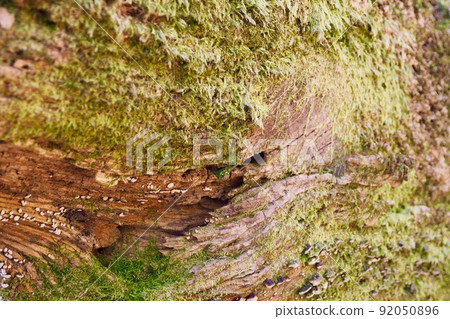 由樹木和苔蘚創造的圖案 92050896