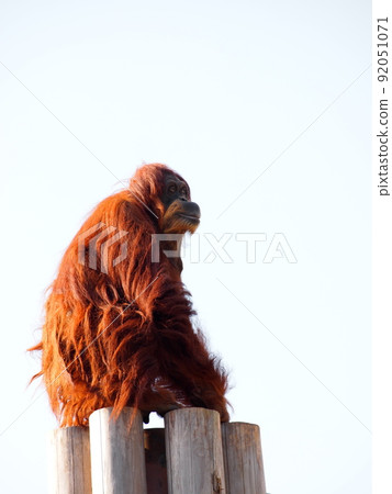 Orangutan looking at the sky and twilight 92051071