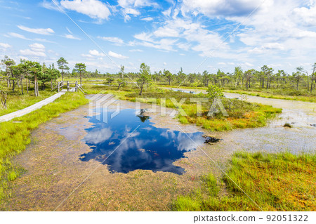 Raised bogs, and big sponges at the Great Kemeri Bog swamp in Latvia 92051322