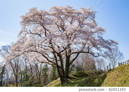 寄居的春天,埼玉八方城公園(日本百城)盛開的江戶彼岸(櫻花) 寄居的春天,埼玉八方城公園(日本百城)盛開的江戶彼岸(櫻花) 92051385
