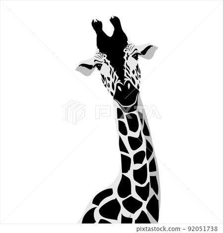 Vector illustration of a black silhouette giraffe. Isolated white background. 92051738