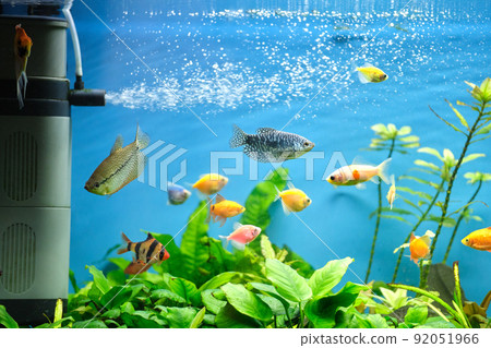 Colorful exotic fish swimming in deep blue water aquarium with green tropical plants 92051966
