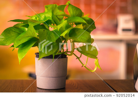 House plant Devil ivy, Golden Pothos, Hunter robe green leaf decorate on table indoor on blur background 92052014