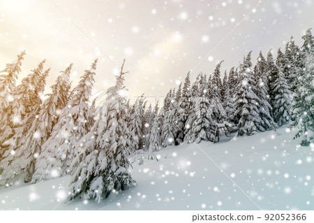 Beautiful winter mountain landscape. Tall spruce trees covered with snow in winter forest and cloudy sky background. 92052366