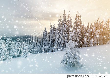 Beautiful winter mountain landscape. Tall dark green spruce trees covered with snow on mountain peaks and cloudy sky background. 92052376
