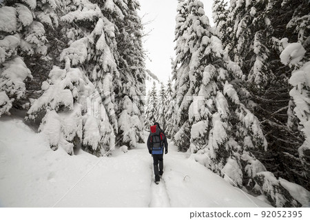 Back view of tourist hiker with backpack walking in white clean deep snow on bright frosty winter day in mountain forest with tall dark green spruce. Back view of tourist hiker with backpack walking in white clean deep snow on bright frosty winter day in mountain forest with tall dark green spruce. 92052395