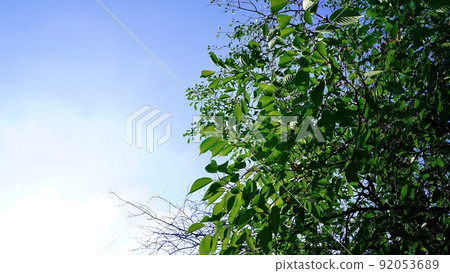 初夏的櫻花,葉子茂盛,果實小 初夏的櫻花,葉子茂盛,果實小 92053689