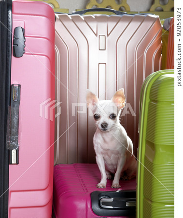 Purebred white Chihuahua with a funny muzzle with big black eyes sits posing against the background of coloured suitcases at the rose one up and attentively looks into the camera. Studio photo Purebred white Chihuahua with a funny muzzle with big black eyes sits posing against the background of coloured suitcases at the rose one up and attentively looks into the camera. Studio photo 92053973
