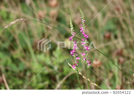 A landscape of pink Spiranthes sinensis blooming in the grass 92054122