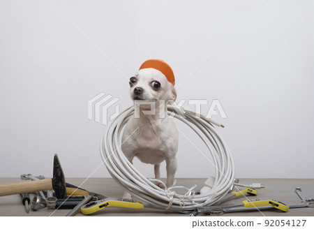 Chihuahua dog in a red protective construction helmet sits among wrenches near the white wall, celebrating Labor Day. The dog looks attentively into the camera sitting sideways in a photo studio.  92054127