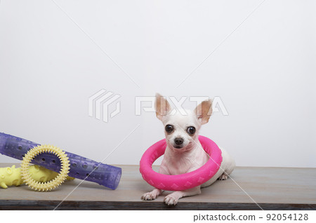 purebred dog french bulldog with a funny black nose with big ears and black eyes sits posing next to a variety of coloured toys attentively looks into the camera funny leaning. High quality photo purebred dog french bulldog with a funny black nose with big ears and black eyes sits posing next to a variety of coloured toys attentively looks into the camera funny leaning. High quality photo 92054128