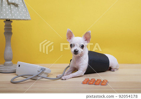Chihuahua dog measures blood pressure while lying on a yellow studio background and looking carefully into the camera. A small dog looks attentively into the camera with orange pills nearby. 92054178
