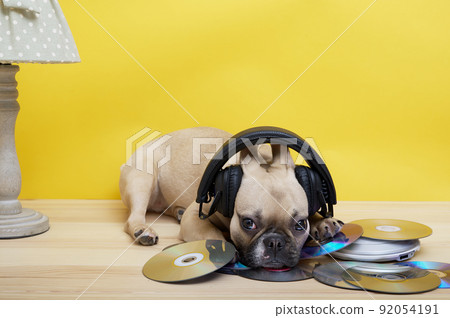 Purebred female French bulldog with a cheerful muzzle in headphones against a yellow wall under a cozy vintage lamp with a green lampshade with white polka dots lies on music discs. Golden cd. 92054191