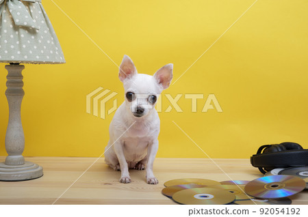 a white chihuahua dog with a cheerful muzzle and big eyes against a yellow wall under a cozy vintage lamp with a green lampshade sits next to headphones on music discs posing directly at the camera 92054192