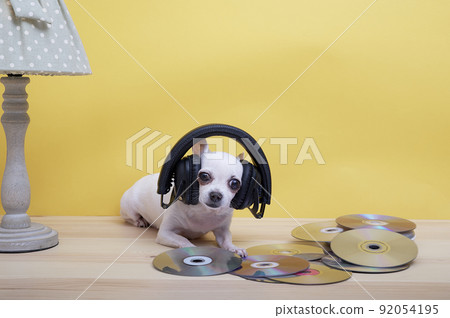 Chihuahua dog listens to music in black large headphones lying on a yellow background surrounded by scattered CDs. Nearby is a beautiful table lamp. Chihuahua dog listens to music in black large headphones lying on a yellow background surrounded by scattered CDs. Nearby is a beautiful table lamp. 92054195