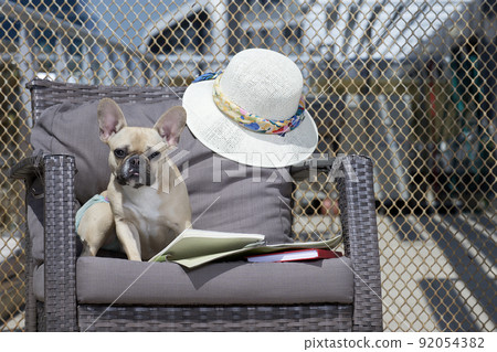 The purebred puppy of French Bulldog is reading with interest a book that lies open at its paws among other books, white hat on the armchair at the summer terrace with metal background. The purebred puppy of French Bulldog is reading with interest a book that lies open at its paws among other books, white hat on the armchair at the summer terrace with metal background. 92054382