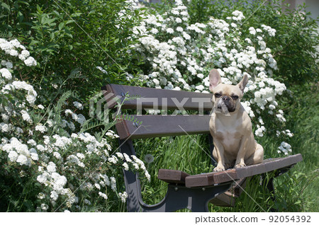 A small beige puppy of the French bulldog breed sits lonely relaxing posing on the texture wooden brown bench against the backdrop of green trees and looks to the camera. Photo made in sunny weather. A small beige puppy of the French bulldog breed sits lonely relaxing posing on the texture wooden brown bench against the backdrop of green trees and looks to the camera. Photo made in sunny weather. 92054392