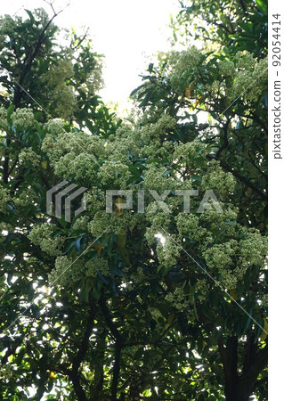 2022年6月的甜莢蓮 2022年6月的甜莢蓮 92054414