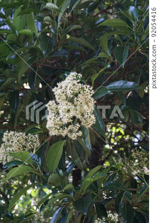 Sweet viburnum in June 2022 Sweet viburnum in June 2022 92054416