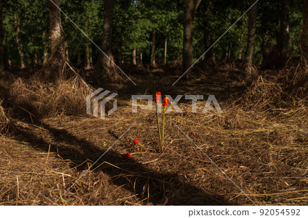 arum maculatum with poisonous red berries in forest nature 92054592