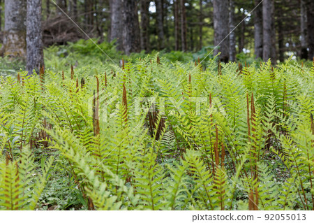 Fern Fern 92055013