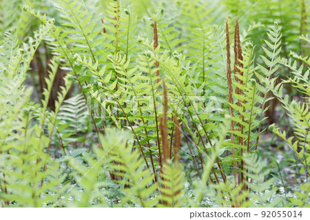 Fern Fern 92055014