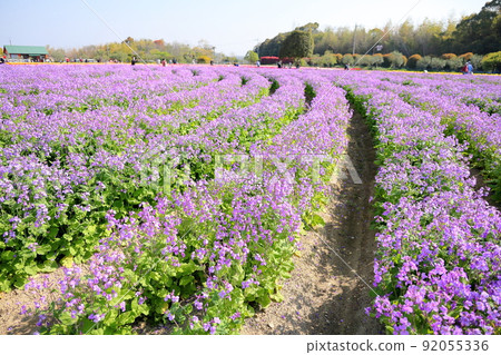 Murasakihanana花園 Murasakihanana花園 92055336
