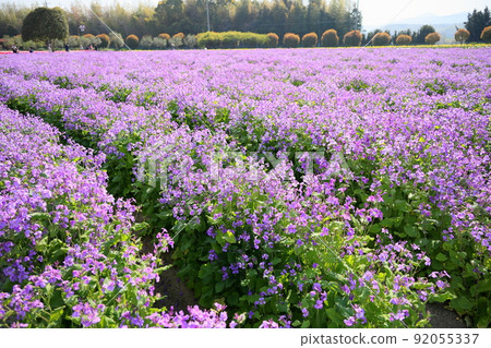 Flower garden of Murasakihanana Flower garden of Murasakihanana 92055337