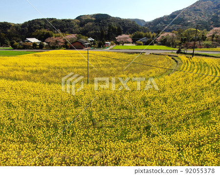 Aerial view of a vast rape field near Makiodo 92055378