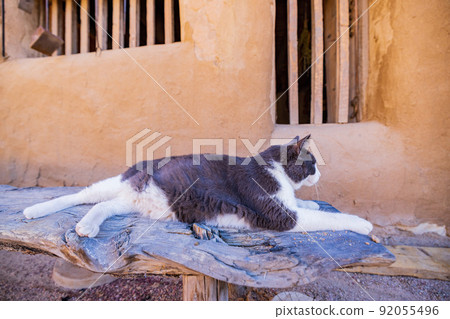 Close up shot of gray and white cat in Bent's Old Fort National Historic Site 92055496