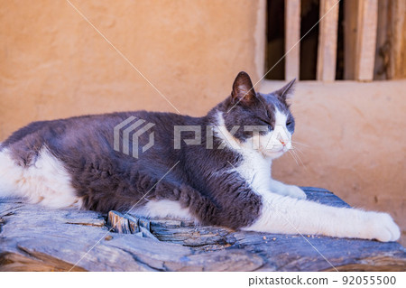 Close up shot of gray and white cat in Bent's Old Fort National Historic Site 92055500