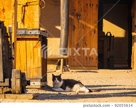 Close up shot of cute gray and white cat in Bent's Old Fort National Historic Site 92055614
