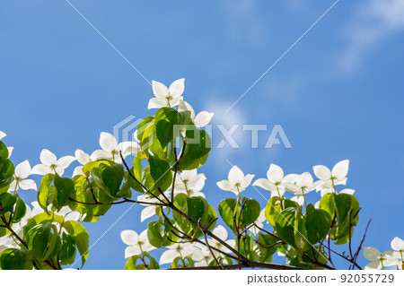 Yamaboshi flower and blue sky 92055729