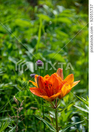 Orange lily flower Ezosukashi lily Orange lily flower Ezosukashi lily 92055737