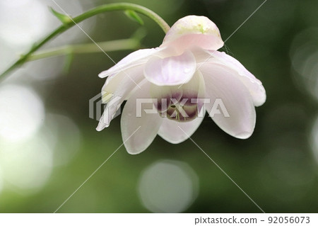 Renge潑花 Renge潑花 92056073