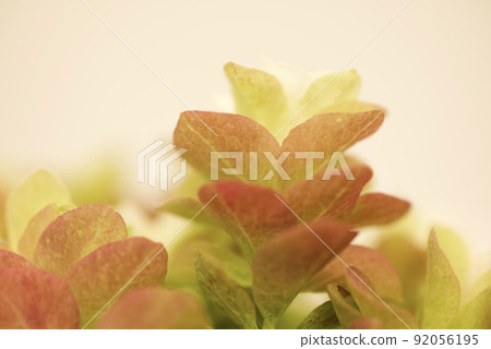 櫟葉繡球花秋葉 櫟葉繡球花秋葉 92056195