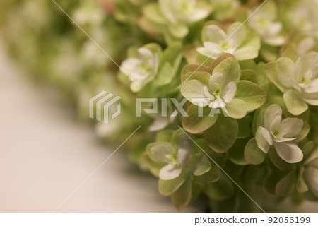 櫟葉繡球花秋葉 92056199