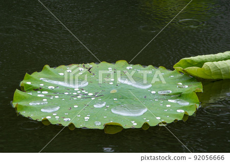 荷葉漂浮在雨池中，水坑在上面跳舞 92056666
