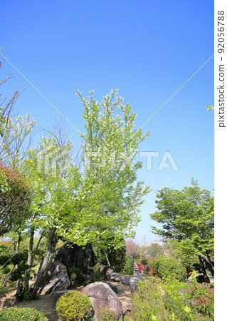 Uwamizuzakura flowers Uwamizuzakura flowers 92056788