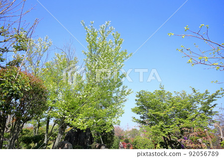 Uwamizuzakura花 Uwamizuzakura花 92056789