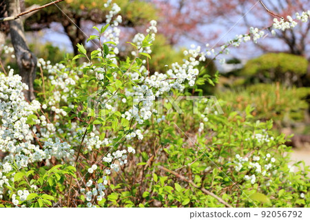 一隻sagebird的花 92056792