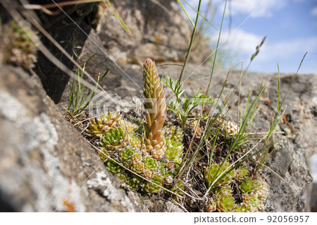 stone rose succulent hare cabbage plant on the shore of Lake Baikal Listvyanka nature 92056957