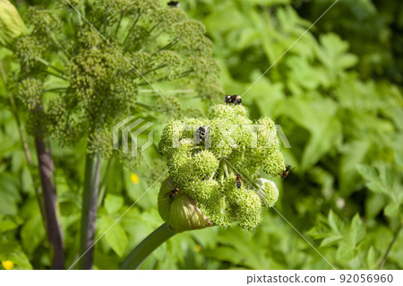 Plants and insects are pollinators. bees. Ecology and biology. Conservation of biodiversity Plants and insects are pollinators. bees. Ecology and biology. Conservation of biodiversity 92056960