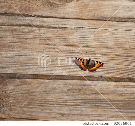 Butterfly urticaria sits on a rustic wooden floor background with a copy place 92056961