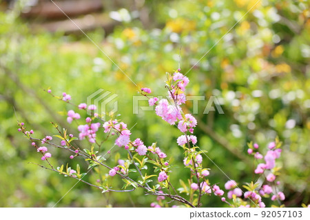 Pink cypress 92057103
