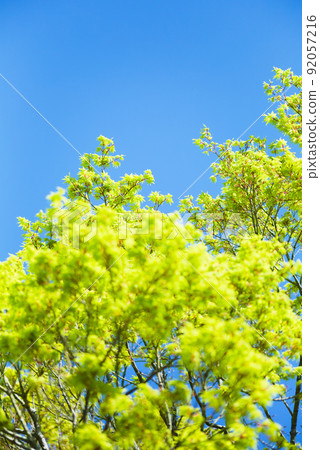 Young leaves of maple and blue sky Young leaves of maple and blue sky 92057216