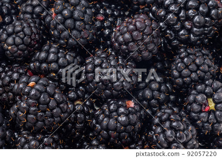 Lots of blackberries harvested 92057220