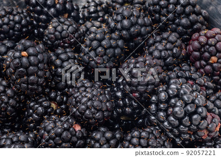 Lots of blackberries harvested 92057221